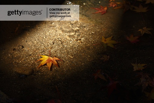 Sunlight shining on fallen leaves floating in water